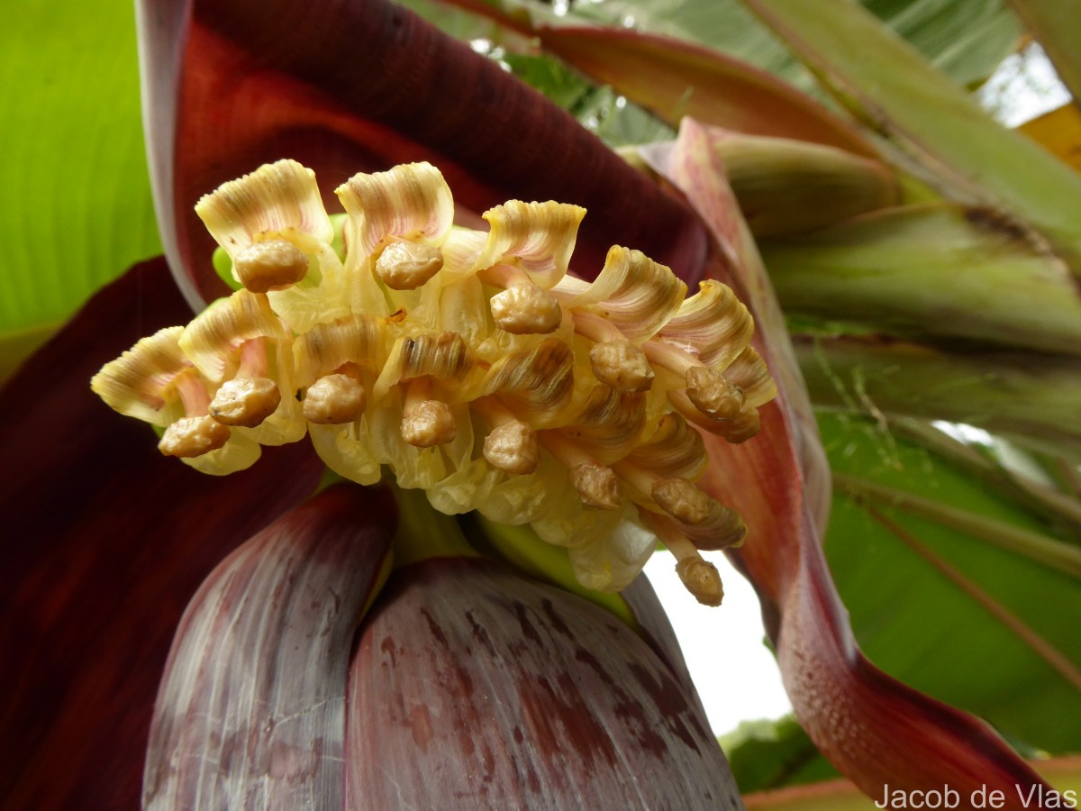 Musa × paradisiaca L.